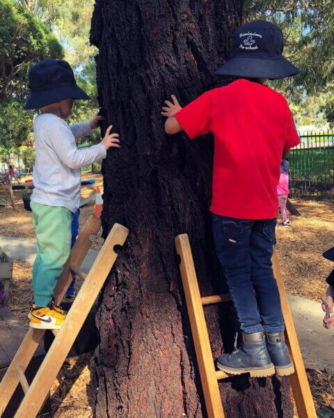 two children on small ladders touching a large tree