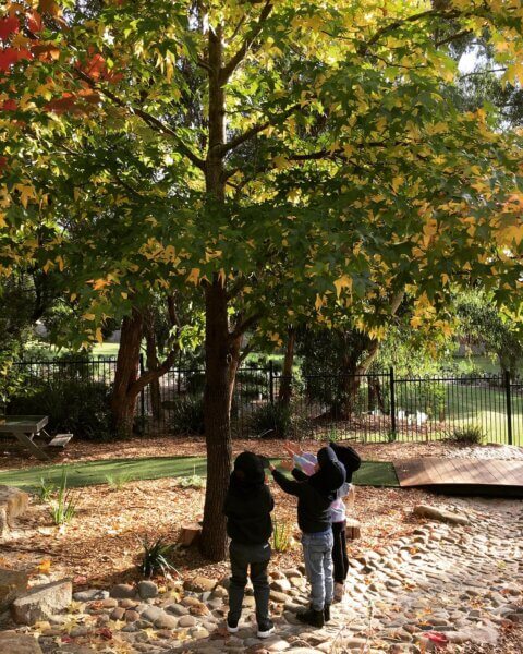 large tree surrounded by 3 children