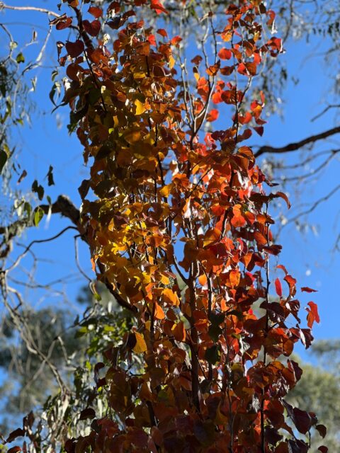 Bimbadeen pre school open day 2025 7