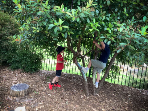 Two children climbing trees